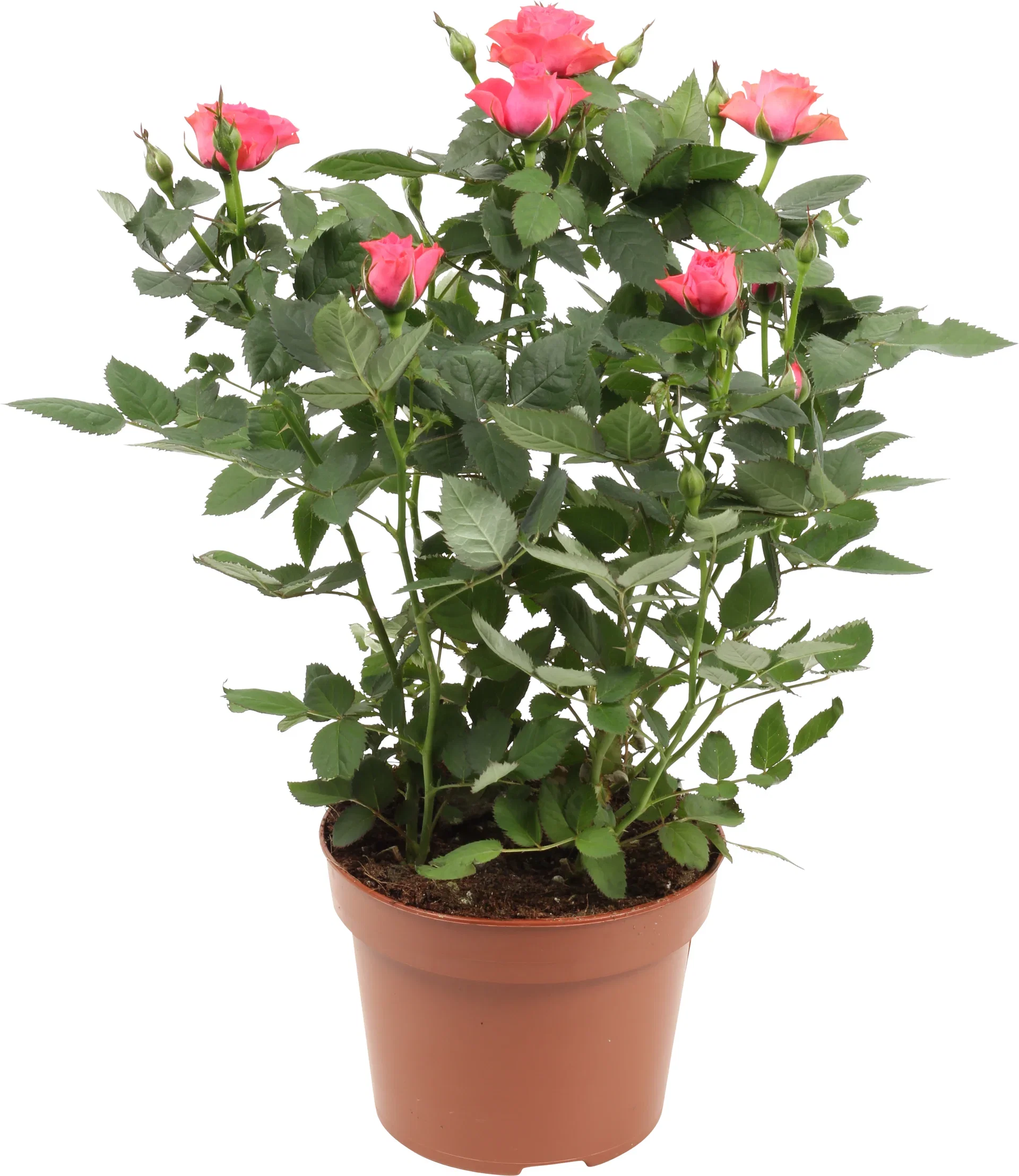 Rosa Forever Pink 12 cm Potterose Høyde 32 cm