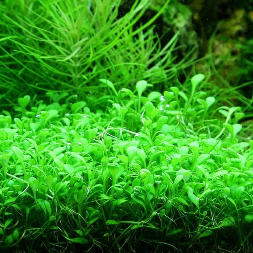 Glossostigma elatinoides