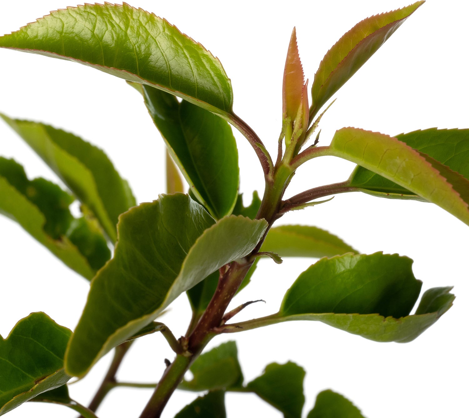 Portugese Laurier (Prunus lusitanica 'Angustifolia') sixpack D 9 H 20 cm