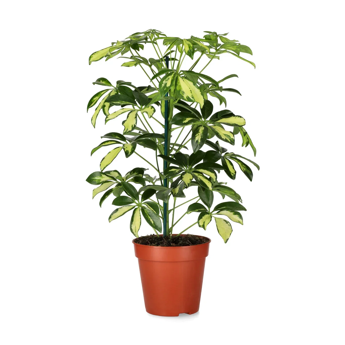 Schefflera arboricola 'Gerda' Paraplytre ‘Gerda’ Høyde 40 cm