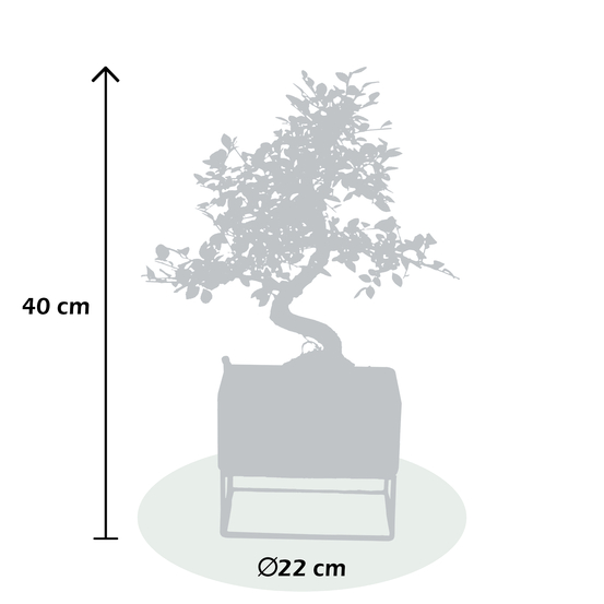 Bonsai Zelkova en céramique noire/cadre métal