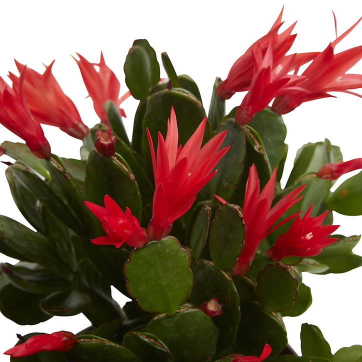 Cactus de Pâques rose en pot de 12 cm