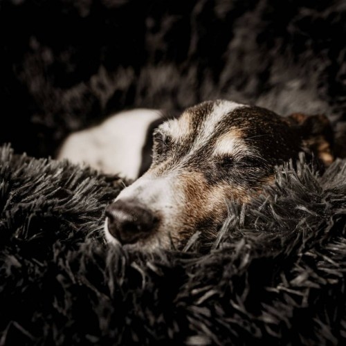 Cama redonda para animais de estimação, cinza escuro
