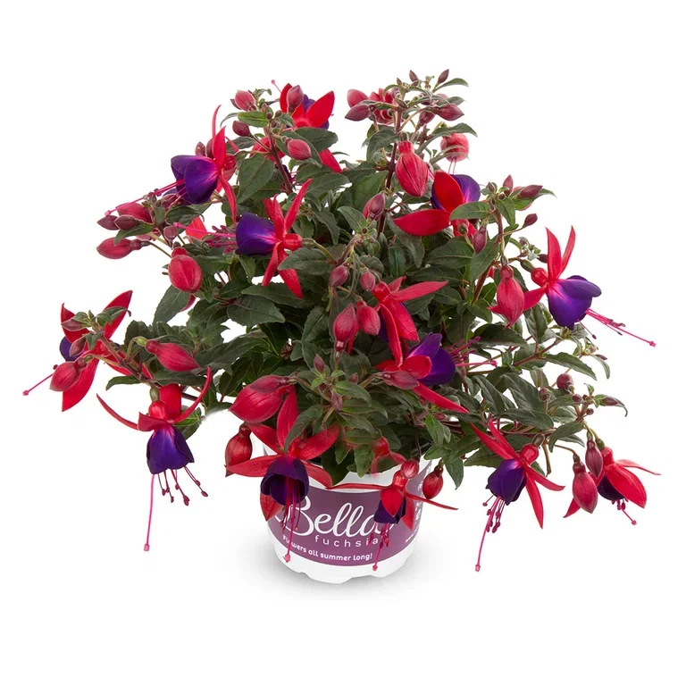 Fuchsia 'Bella' hanging 10,5 cm Fuchsia 'Bella' Ø12 cm