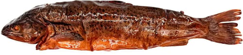 Fischerei Lechler Forelle im Ganzen (geräuchert)