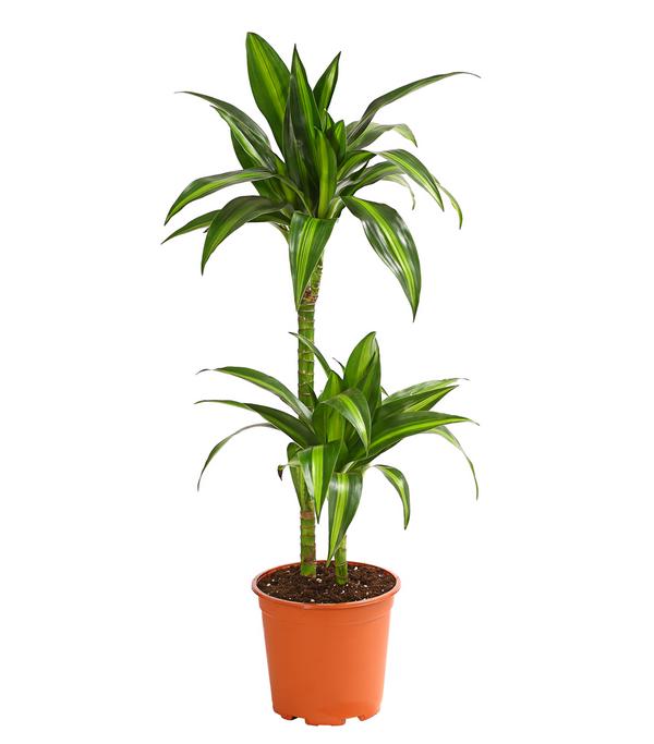 Drachenbaum - Dracaena fragrans 'Hawaiian