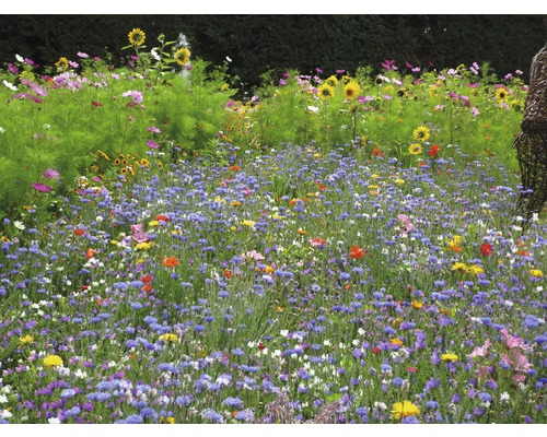 Kiepenkerl wilde bloemenweide zaden, insectenparadijs, 1 kg 125 m²