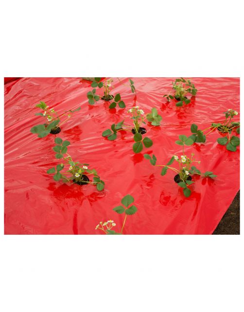 Nature Kweekfolie Aardbei - Groeifolie Gronddoek - 0.95x5 m Anti-Uv