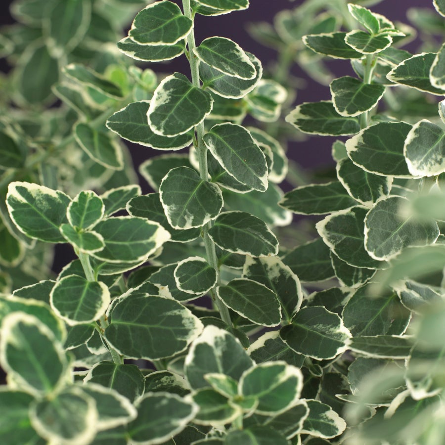 Kardinaalsmuts (Euonymus fortunei 'Emerald Gaiety') D 16 H 75 cm