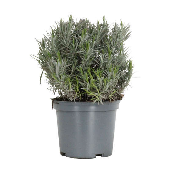 Lavandula x intermedia 'Grosso': 3 L RC