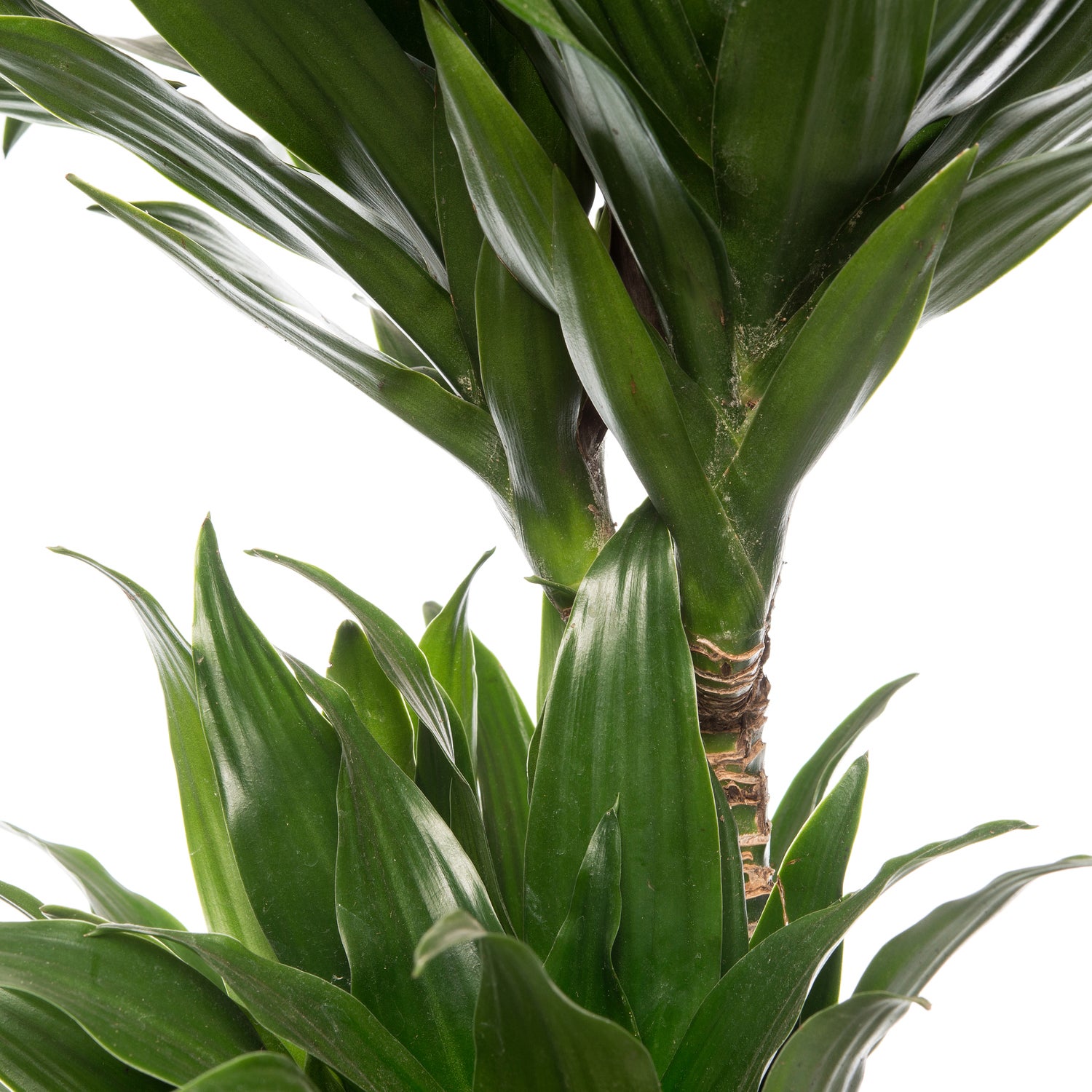 Drakenbloedboom (Dracaena fragrans 'Compacta') D 17 H 55 cm