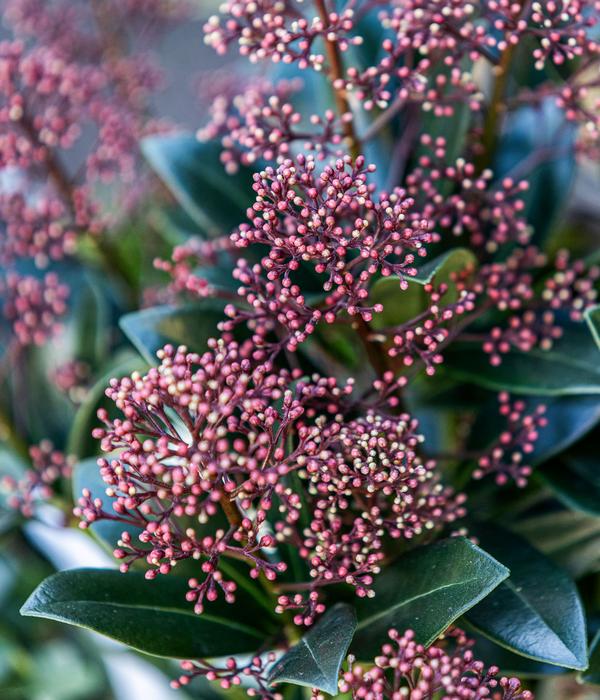 Blütenskimmie 'Rubella'