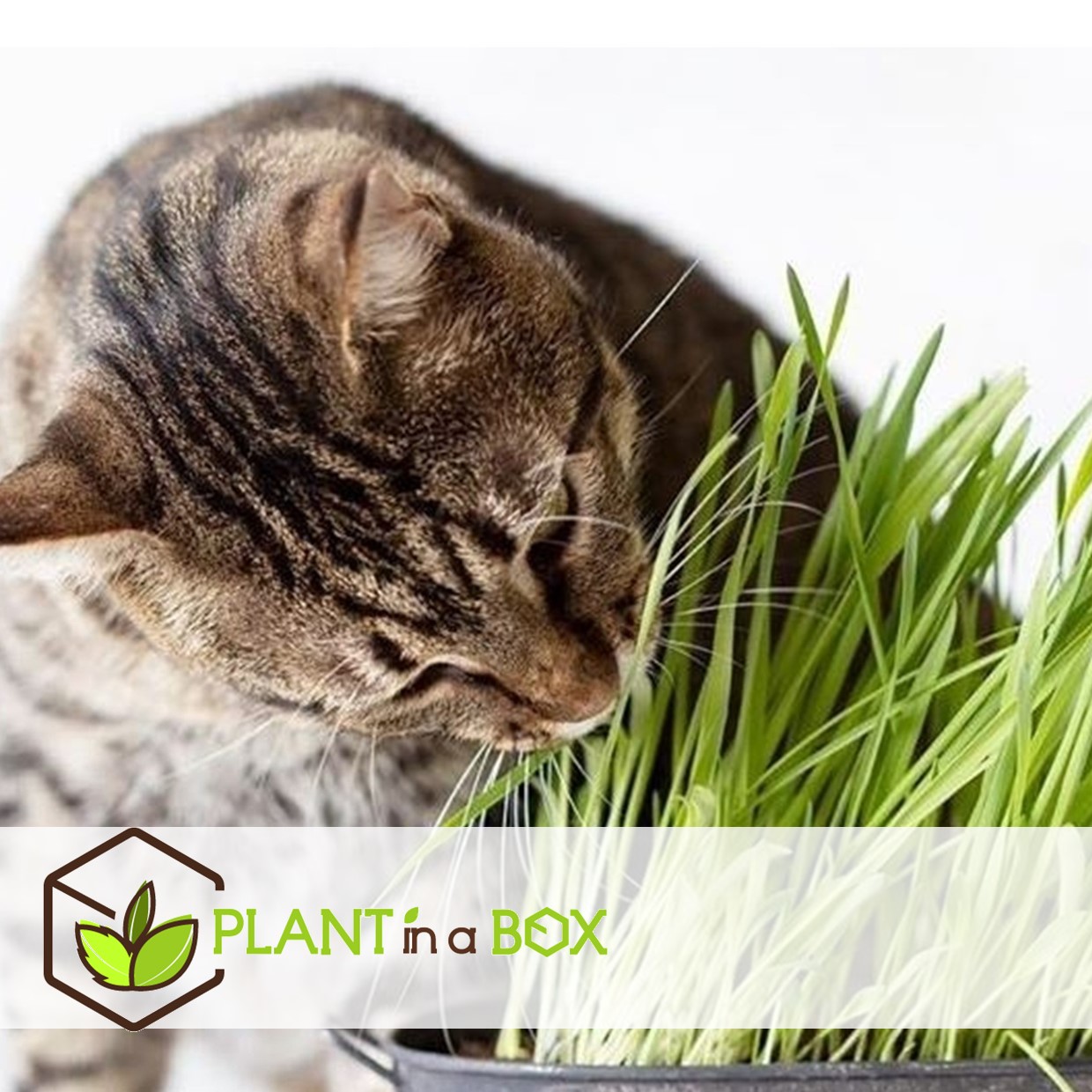 Plantes d'intérieur amies des animaux - mix de 4 - pot 12cm - hauteur 20-40cm