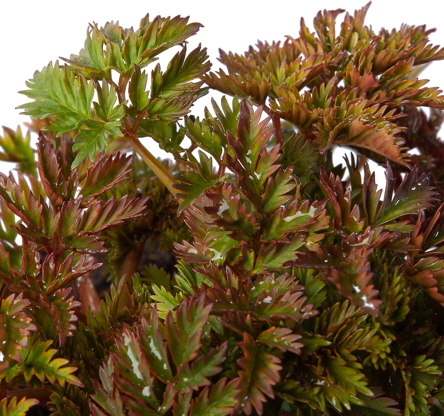 Geitenbaard (Aruncus aethusifolius) D 9 H 10 cm