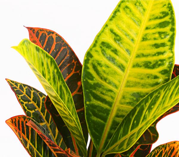 Wunderstrauch - Codiaeum variegatum 'Petra'