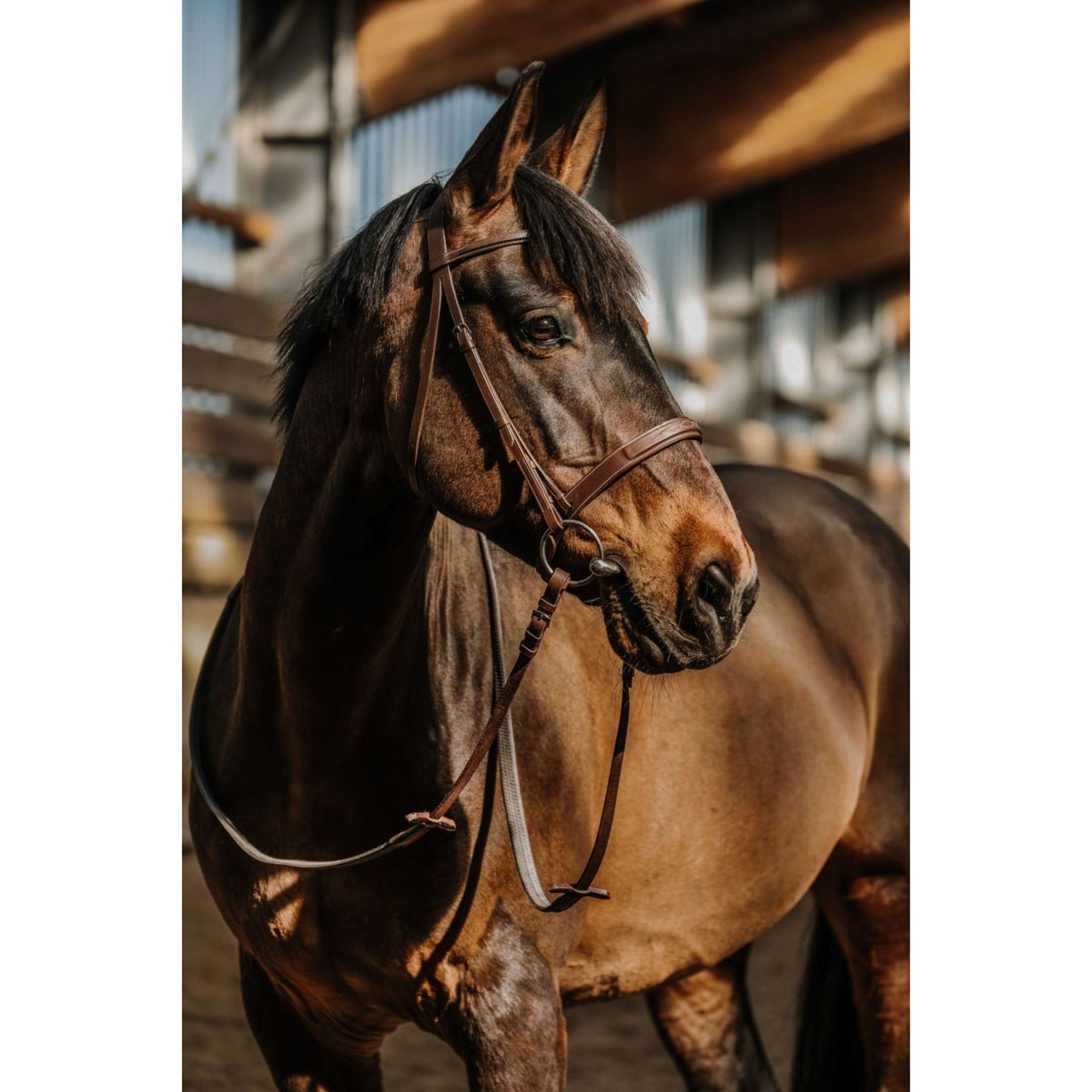 Norton Hoofdstel Hunter Havanna