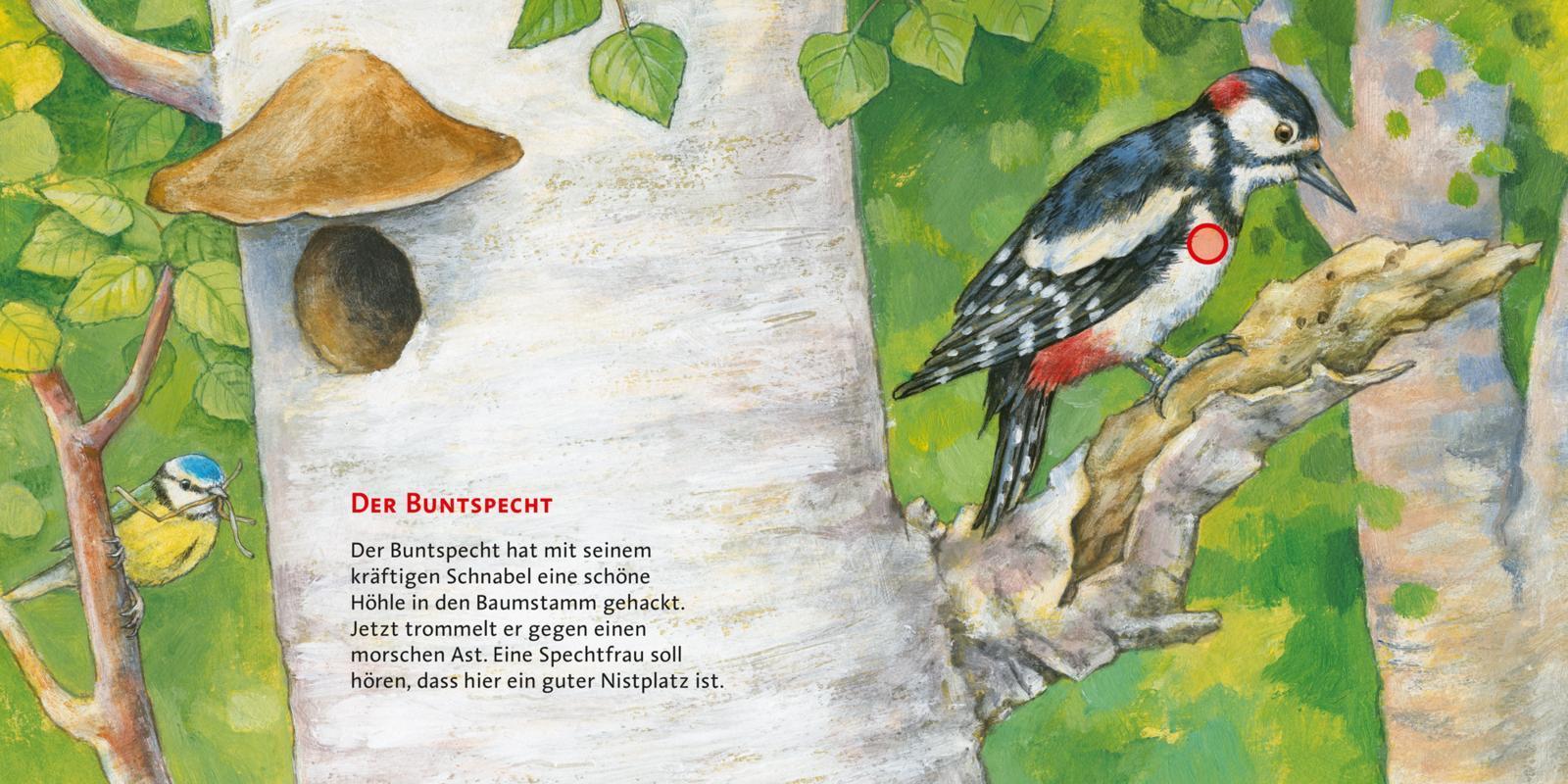 Unsere Vögel / Hör mal Bd.4