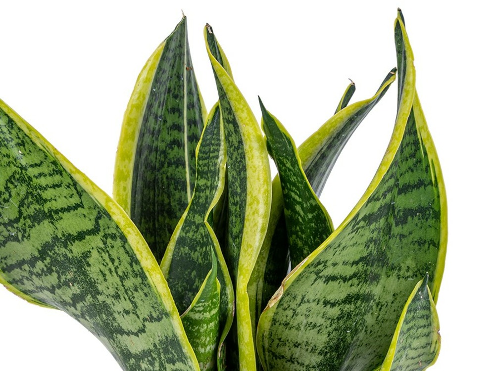2x sansevieria 'laurentii' – lady's tongue – succulente – peu d'entretien – ⌀12cm – ↕25-35cm