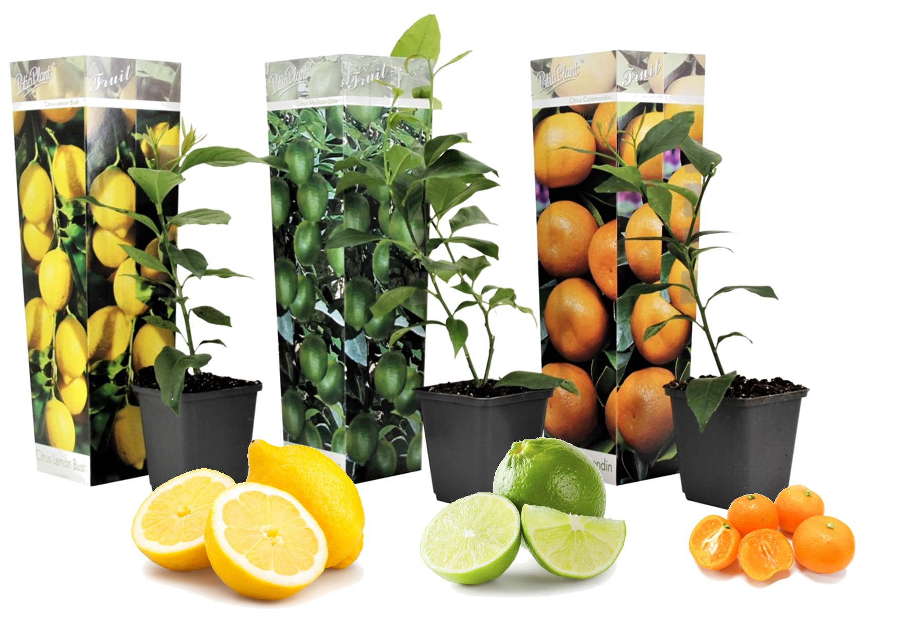 Citrus mix - set de 3 - agrumes - pot 9cm - hauteur 25-40cm