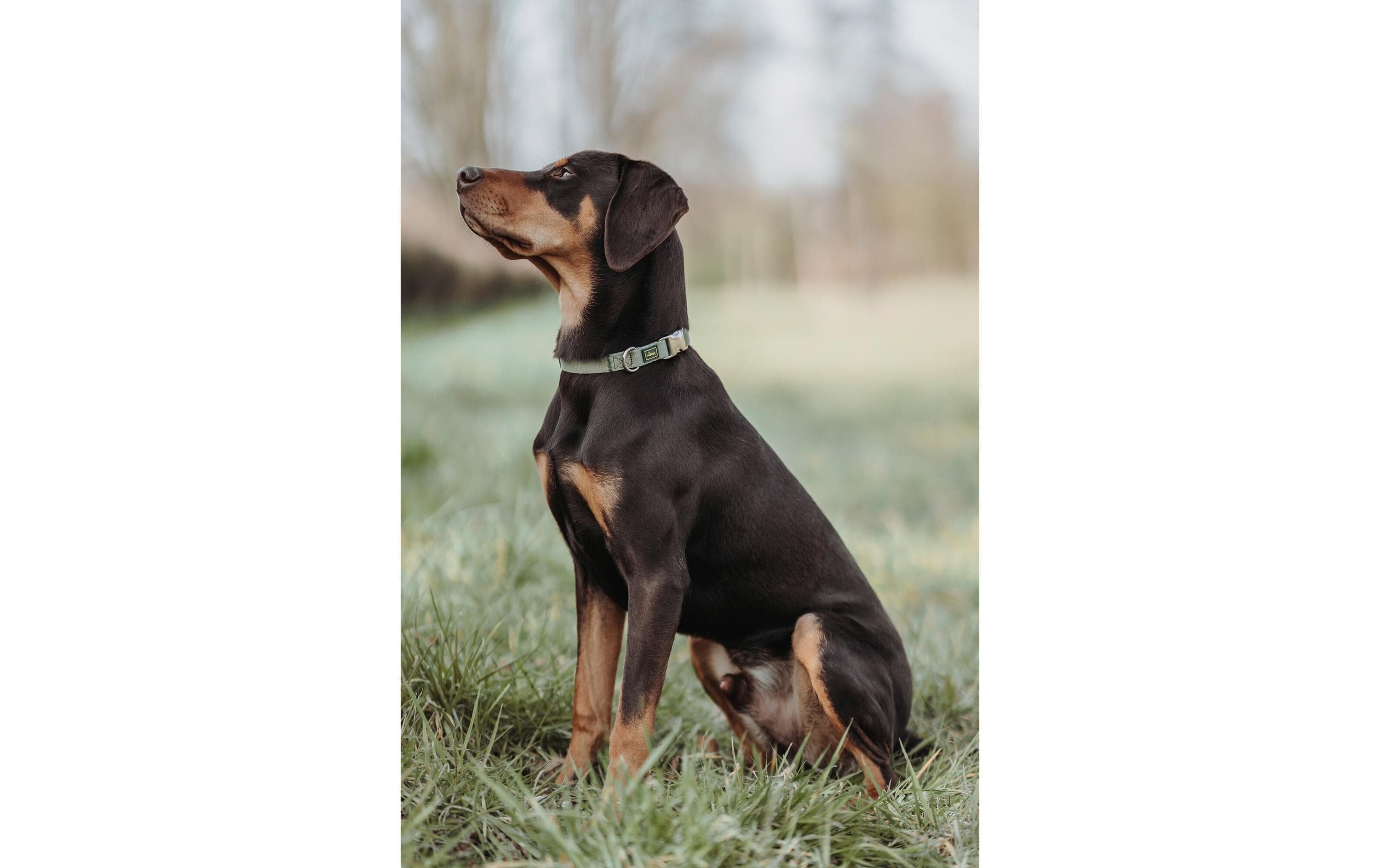 Halsband Inari Alu-Strong, L, LindgrünVielseitig einsetzbare Halsung für Hunde