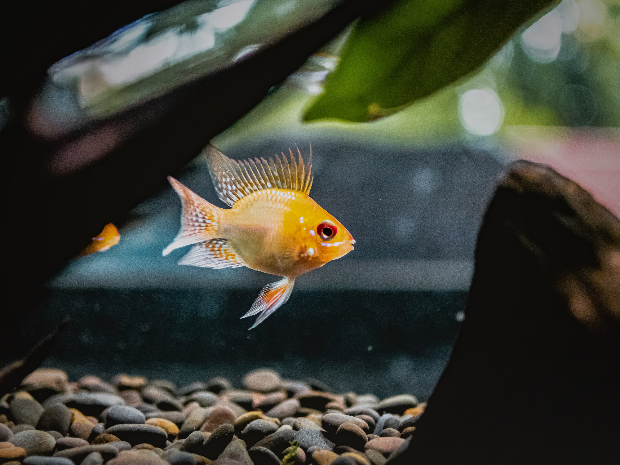 Superfish Aquarium Quadro 40 Pro Zwart   toebehoren