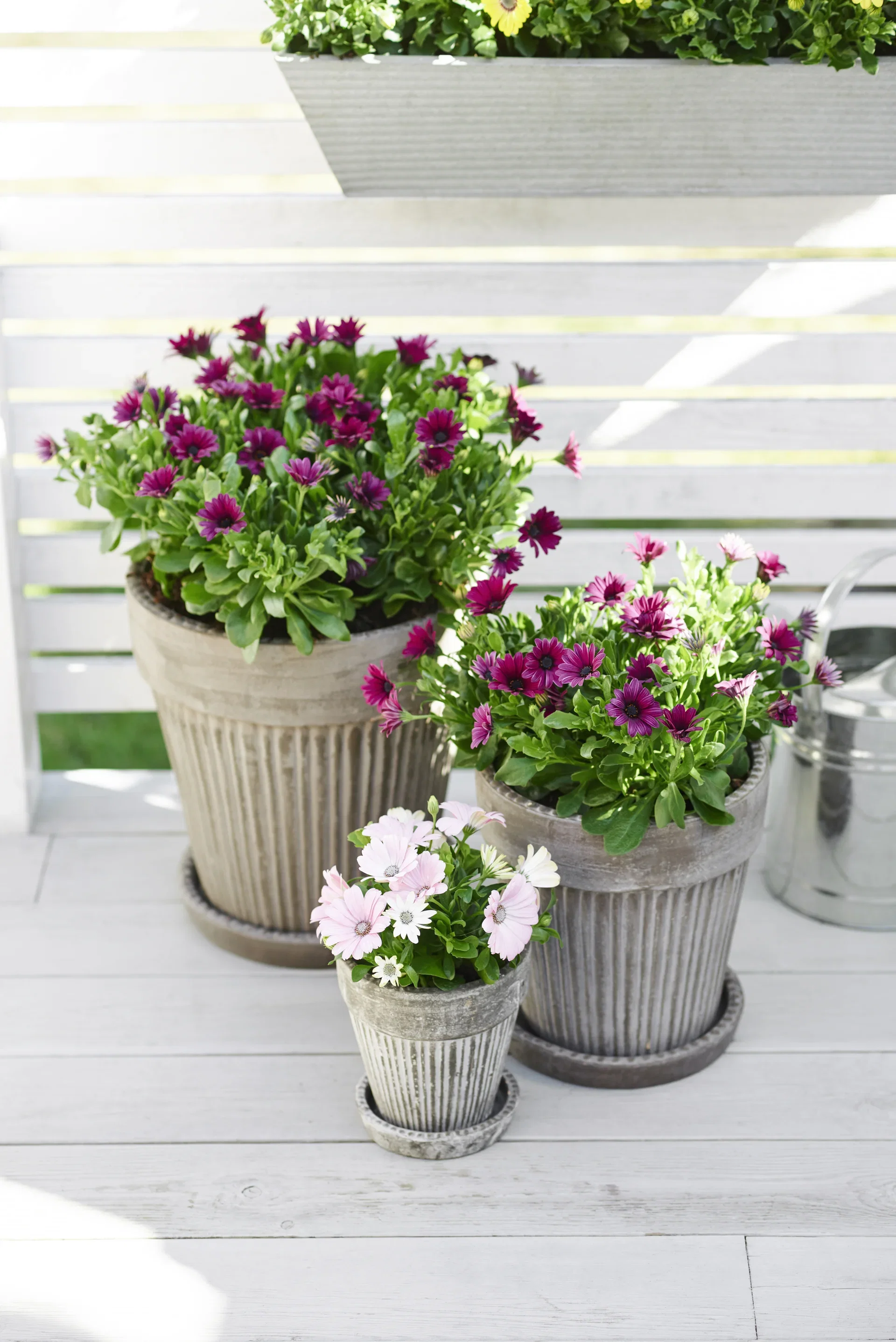Osteospermum ecklonis Spansk margeritt Ø11 cm