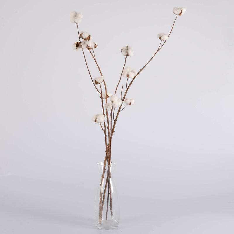 Tiges de fleurs de coton