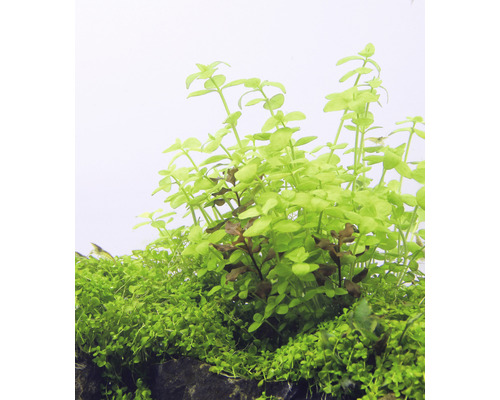 Australische Bacopa - Bacopa australis