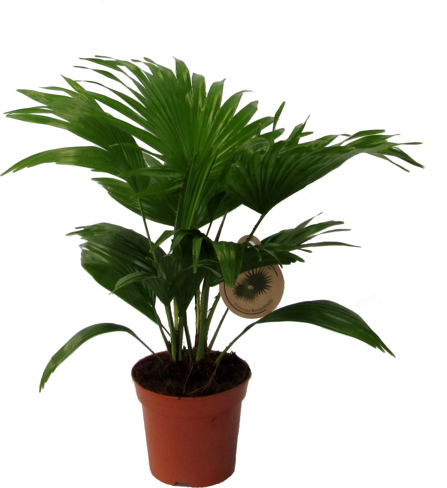 Waaierpalm (Livistona rotundifolia) D 14 H 40 cm