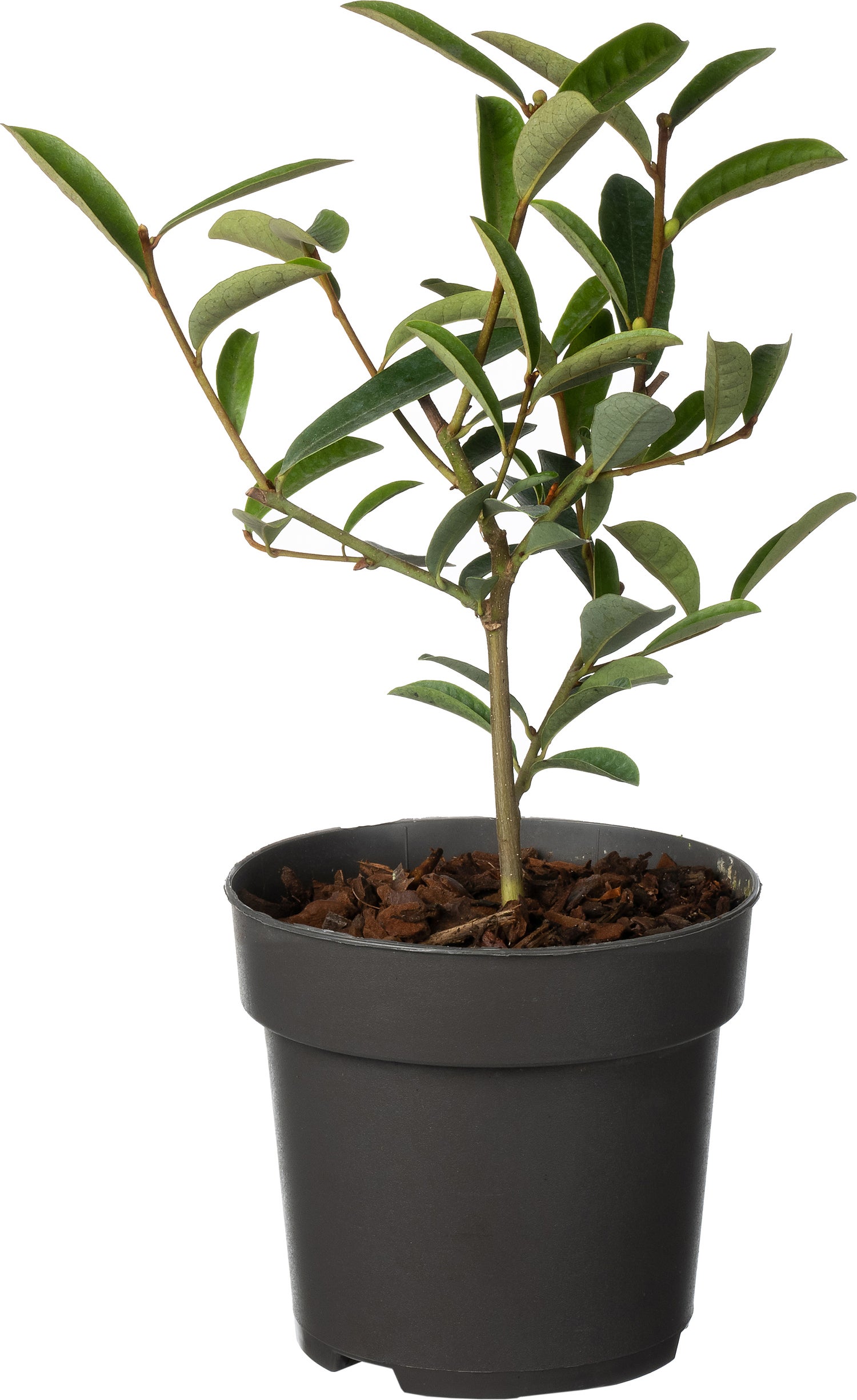 Dwerg Bananenstruik (Michelia 'Vanilla Pearls'®) D 13 H 20 cm