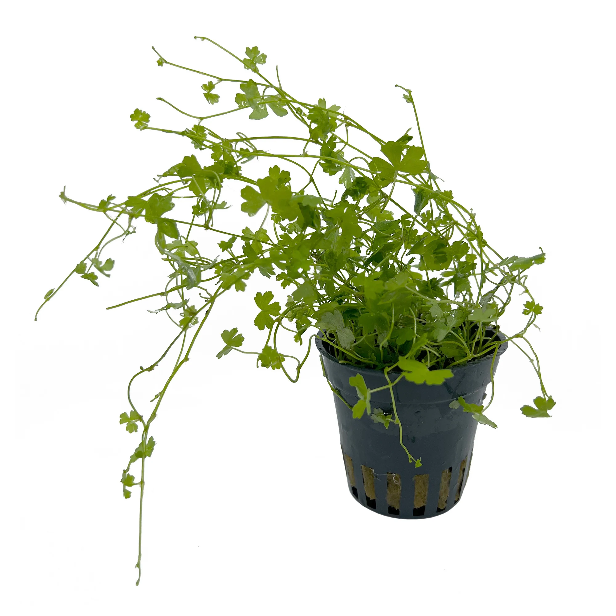 Plantenpakket Bonsai | Plantenpakket aquarium