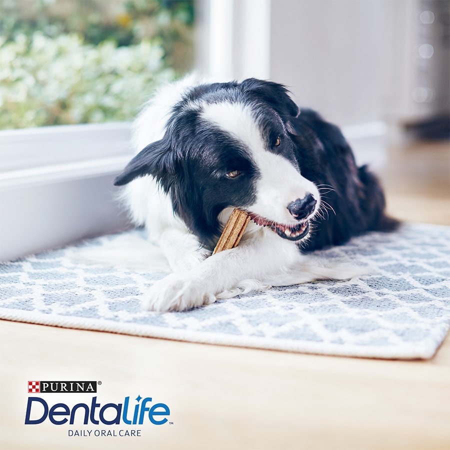 Dentalife Petiscos Dentais para cães de porte médio