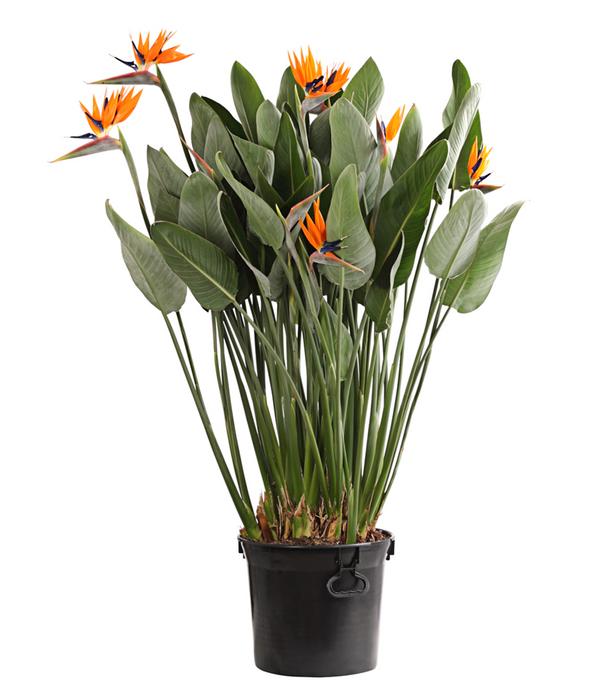 Paradiesvogelblume
