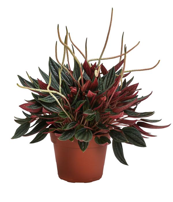 Bio Peperomie - Peperomia caperata 'Rosso'