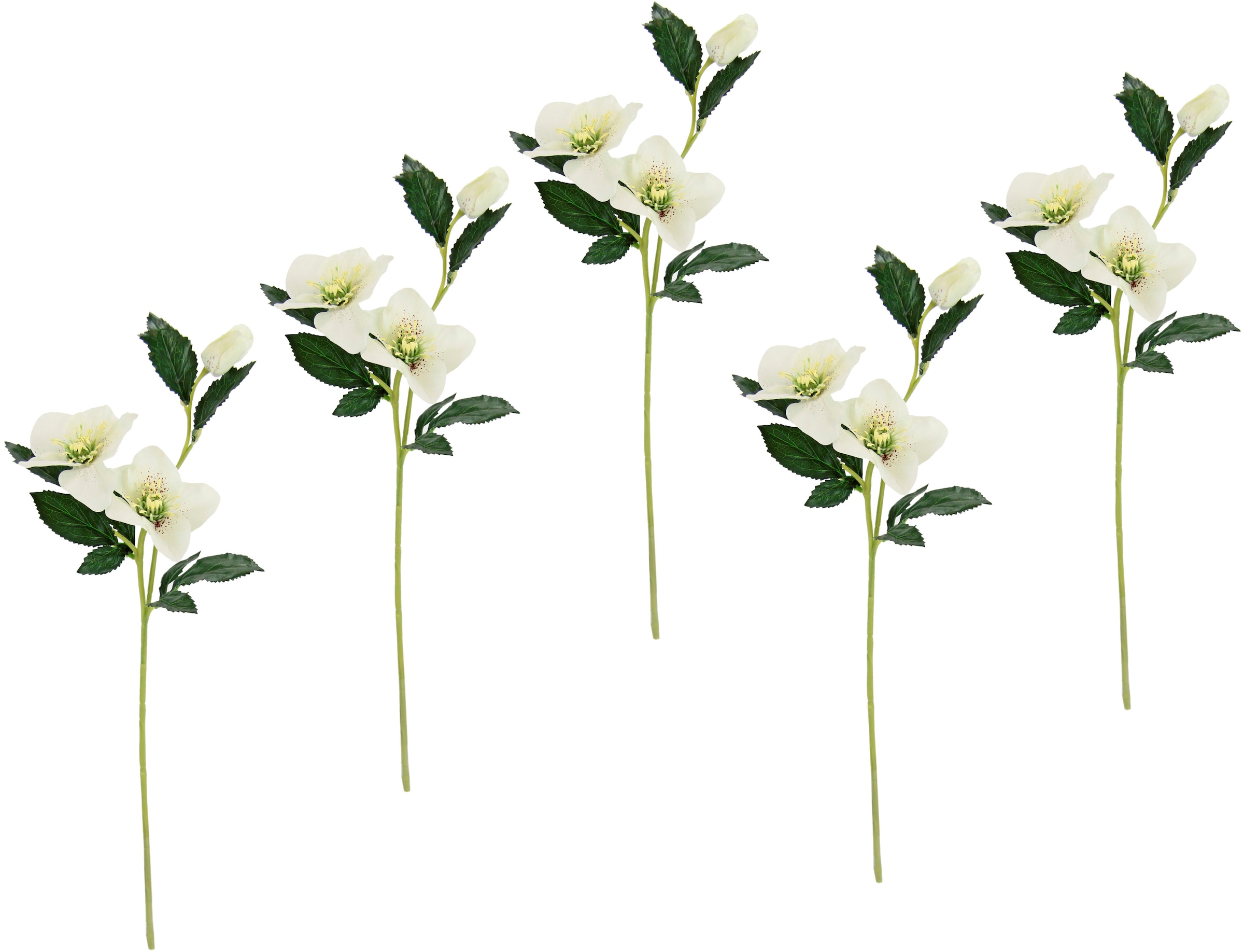 I.GE.A. Kunstblume »Christrose« Künstlich Seidenblumen, 5er Set