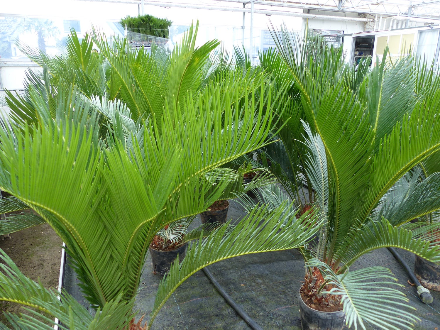 Cycas Revoluta 80 cm Sagopalm, binnen + buiten