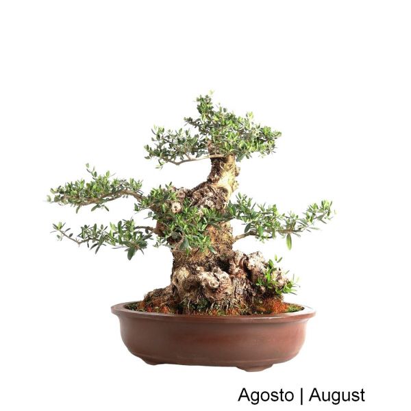Luso Bonsai Oliveira Bonsai de 1985 - 99106