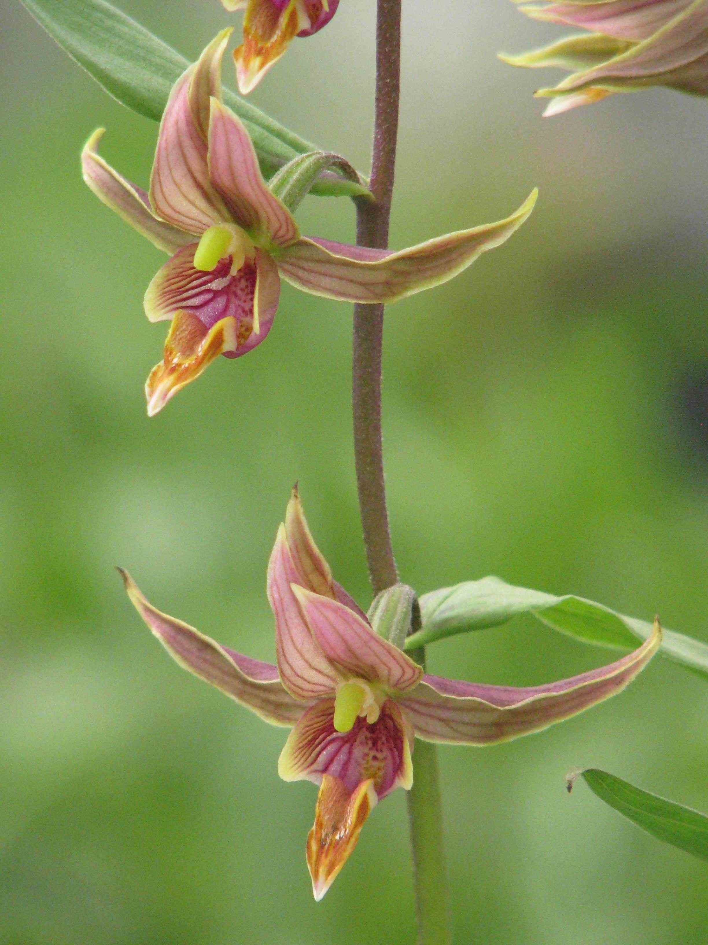Epipactis gigantea taille pot de 1 litre - 0/60 cm - rouge
