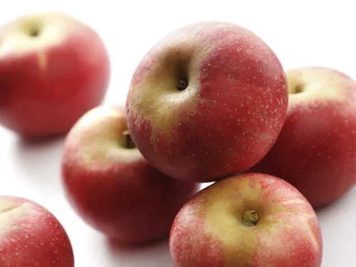 Malus domestica 'Discovery' 10L Discovery epletre Høyde 150-200 cm