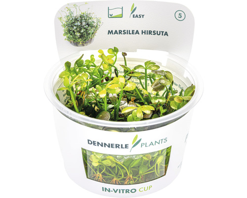 Dwergklavervaren - Marsilea hirsuta