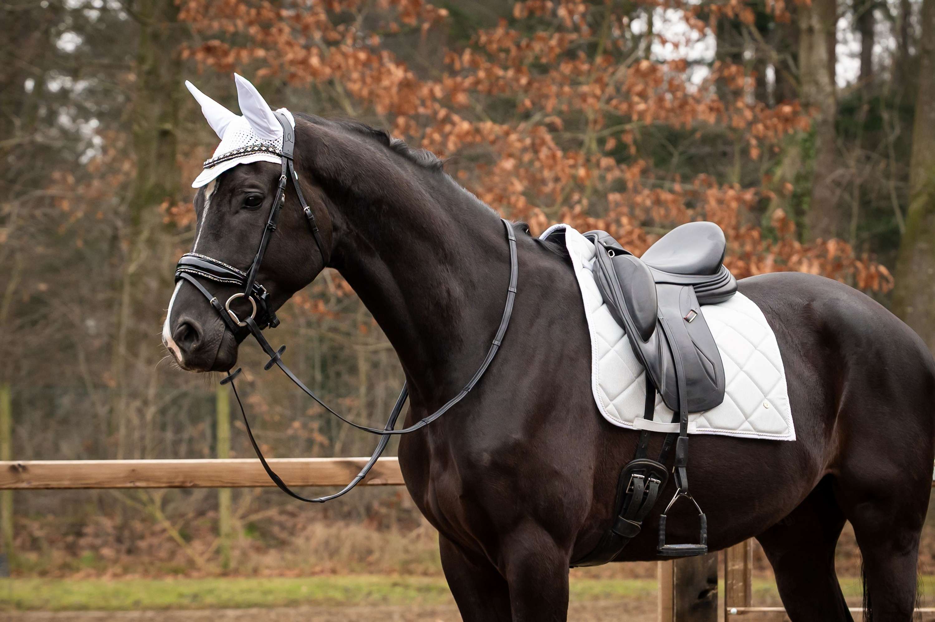 HB Showtime Zadeldekje Spring Dressuur Zilver
