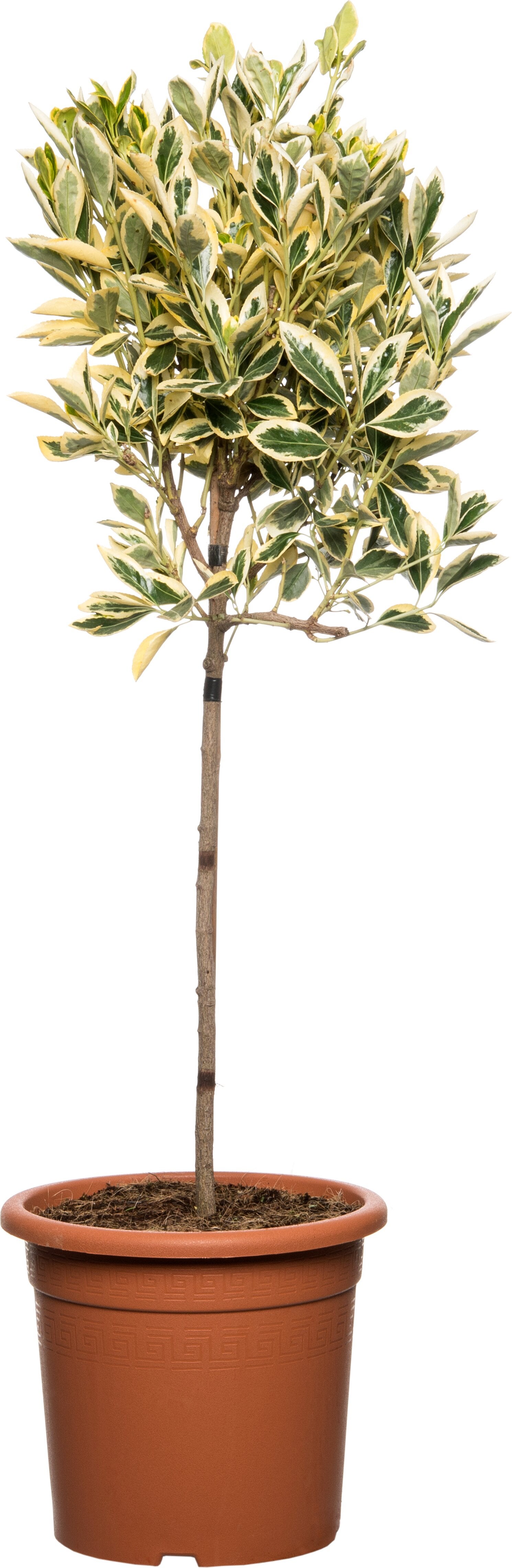Japanse Kardinaalsmuts (Euonymus japonica 'Aureus') D 30 H 120 cm