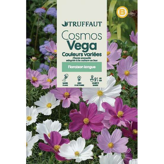 Cosmos nain Vega couleur variée : en sachet