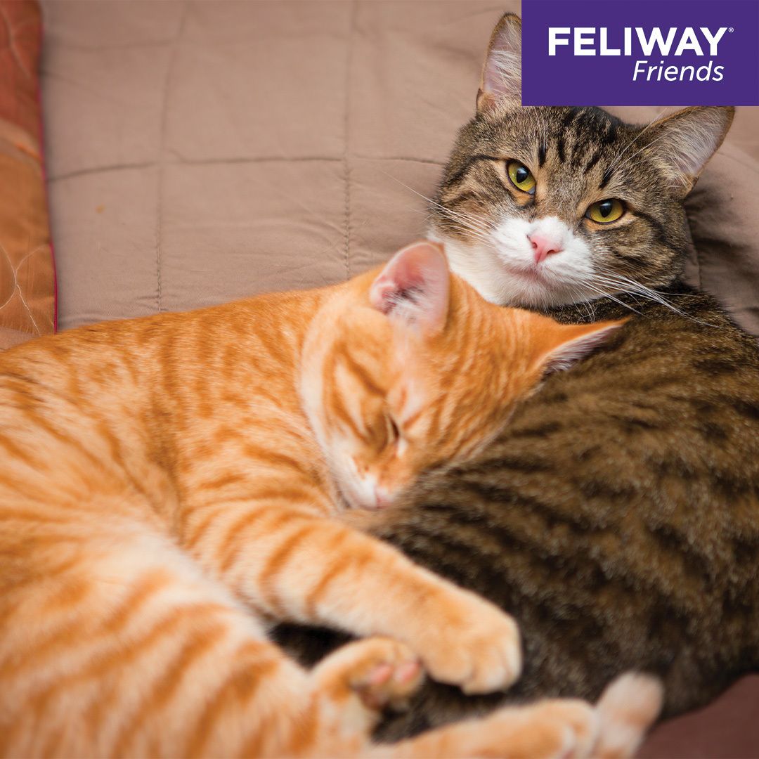 FELIWAY® Friends