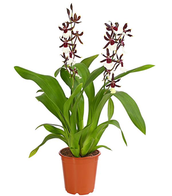 Odontonia-Orchidee - Odontonia hybriden