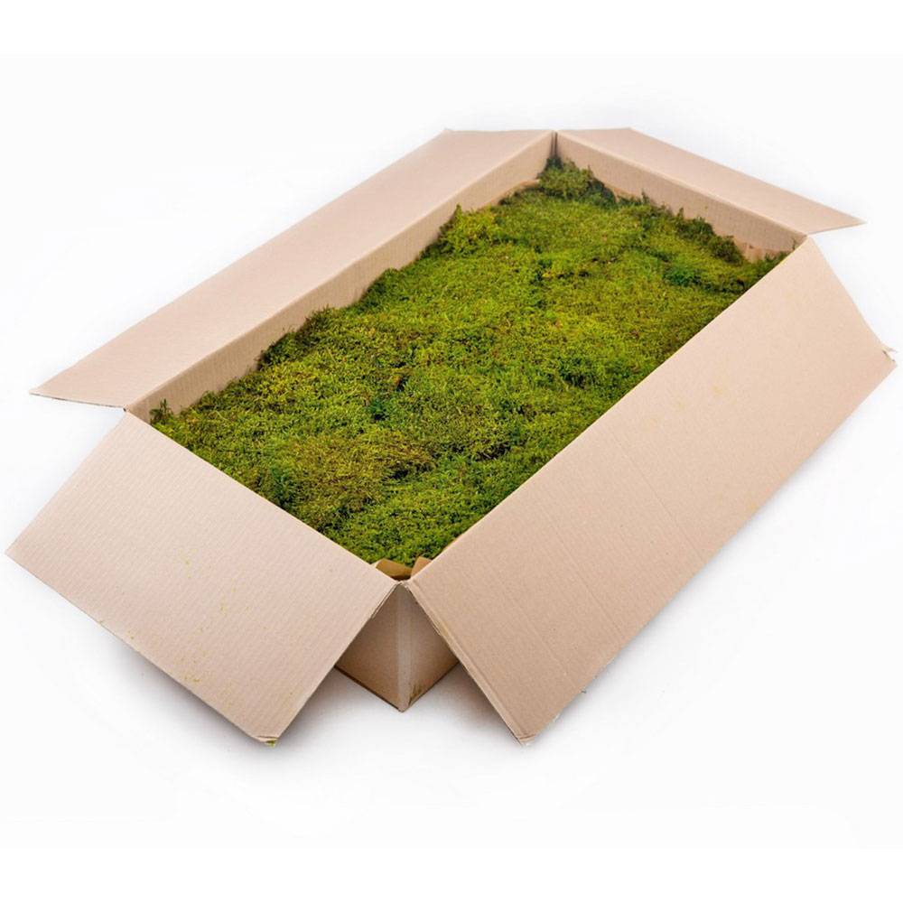 Mof/2520 mousse plate stabilisée vert olive carton en vrac 2