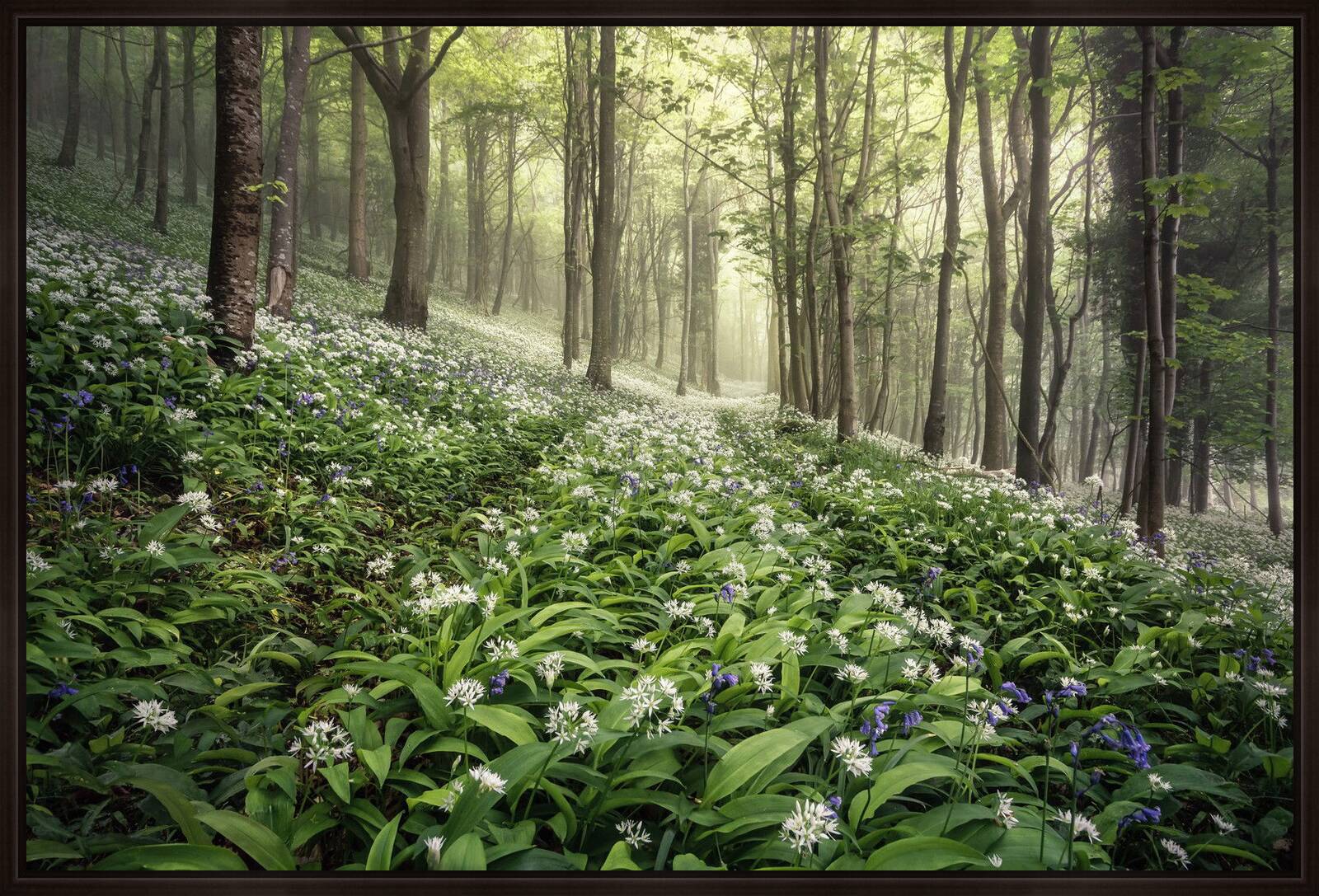 Garlic Grove by Chris Frost - Limited Edition. Edition of: 150. Signed.