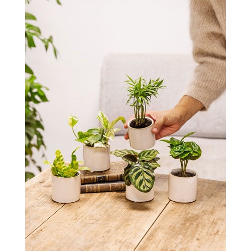 Coffret baby plantes