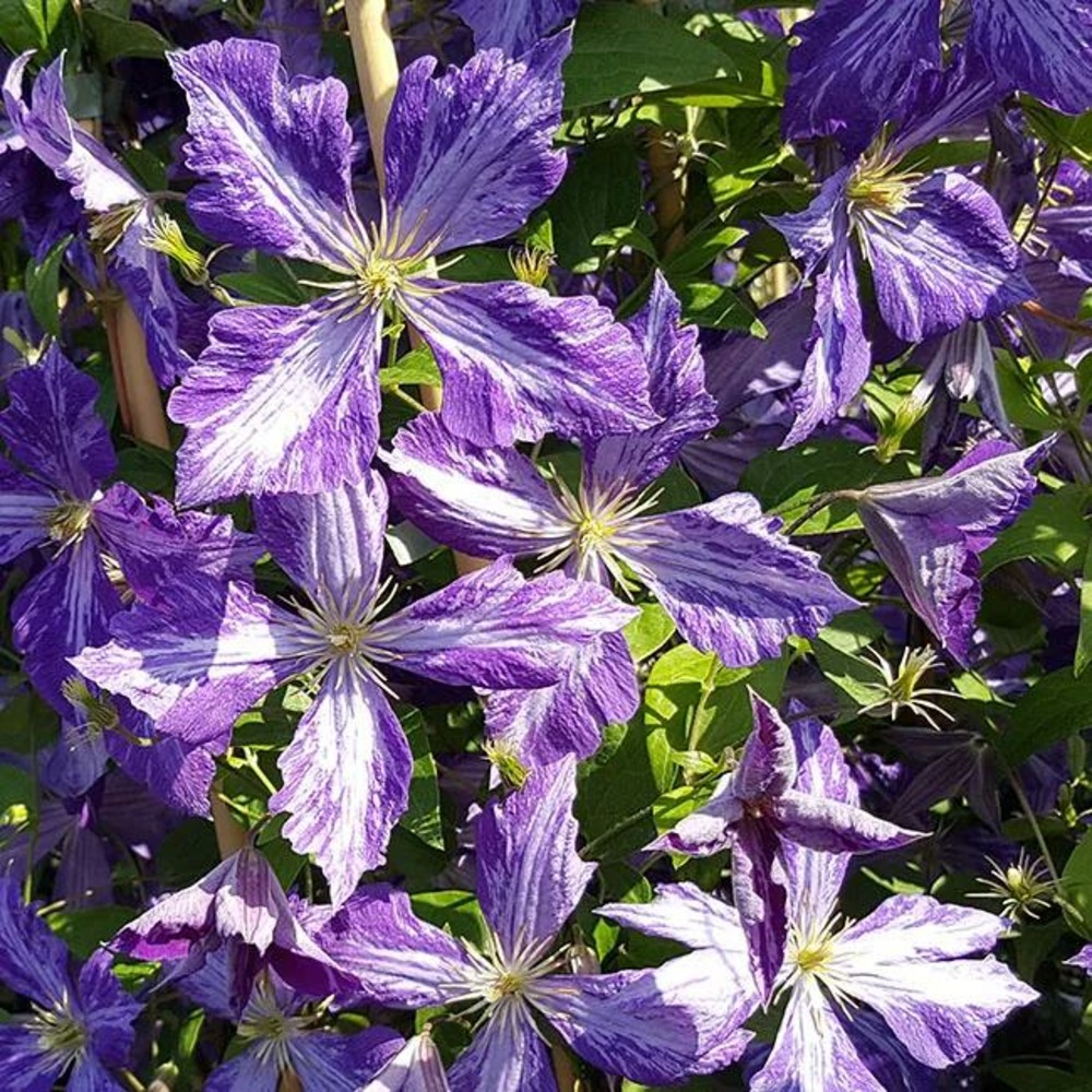 Clématite 'tie dye' clematis jackmanii 3l