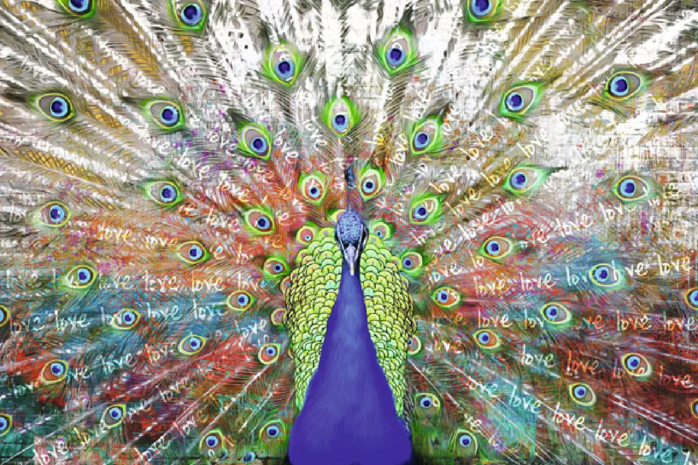 Poster Pfau, 61 x 91 cm